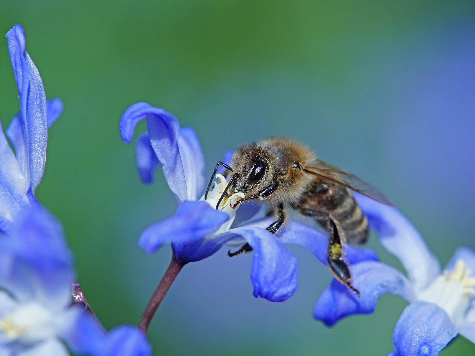 Eine Biene sammelt Nektar auf einer blauen Blüte