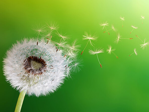 Die Samen einer Pusteblume werden vom Wind verweht