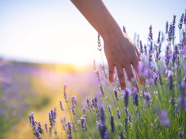 Eine Hand streift im vorbeigehen durch einen Lavendel