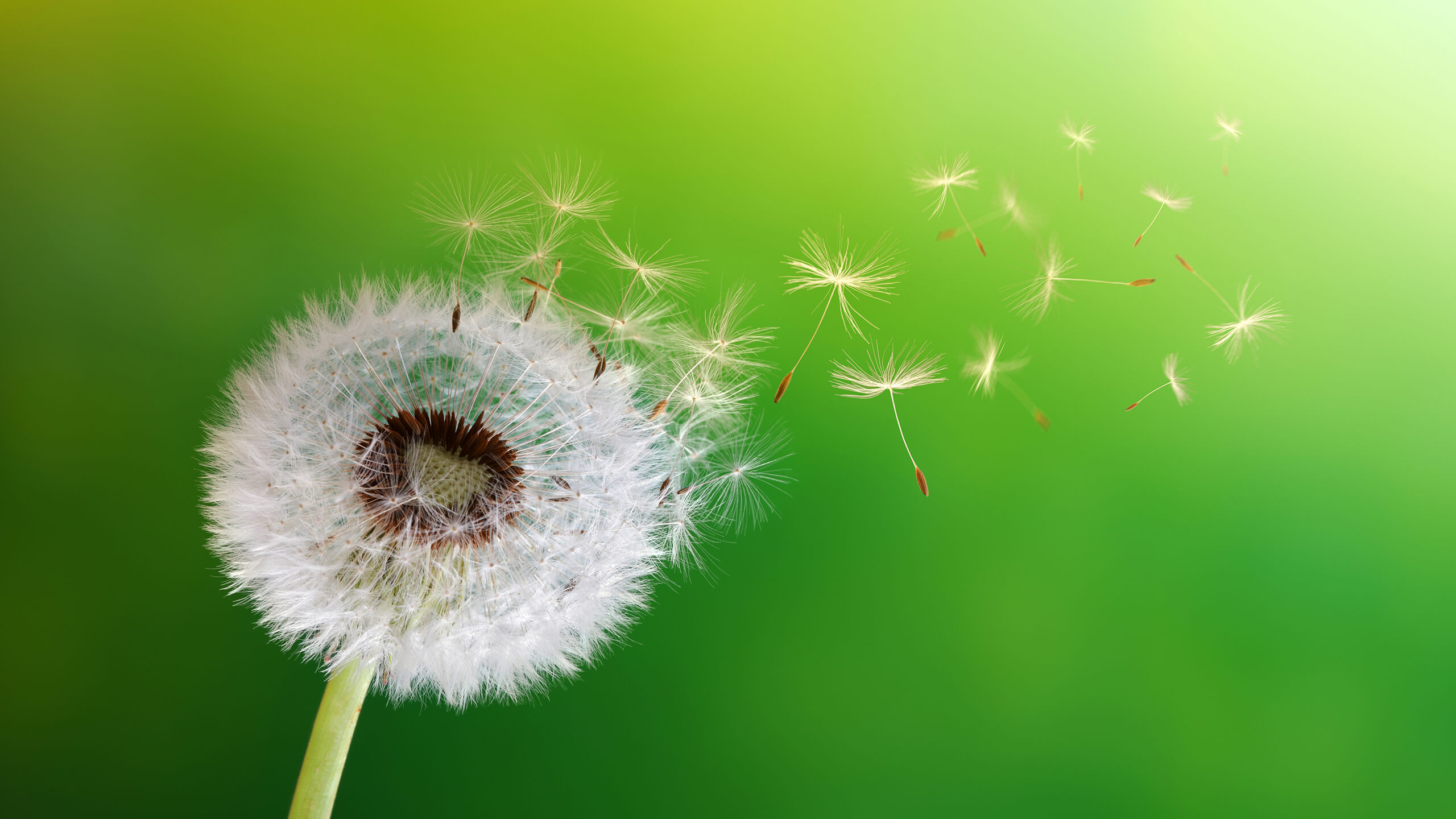 Die Samen einer Pusteblume werden vom Wind verweht